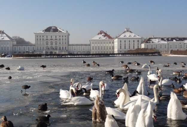 Cygnes au Château de Nymphenburg