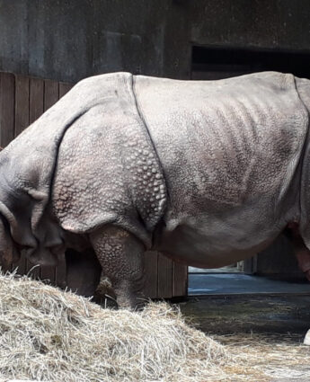 Zoo de Munich, rhinocéros sans corne