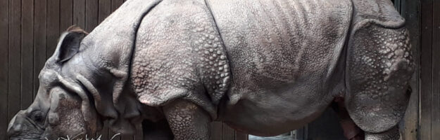 Zoo de Munich, rhinocéros sans corne