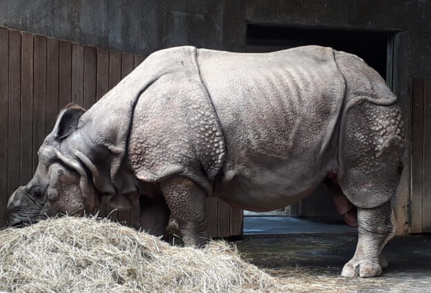 Zoo de Munich, rhinocéros sans corne