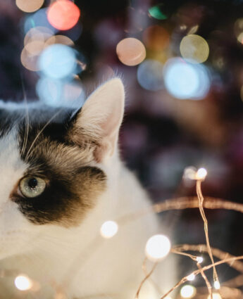 Chat et lumières de scène